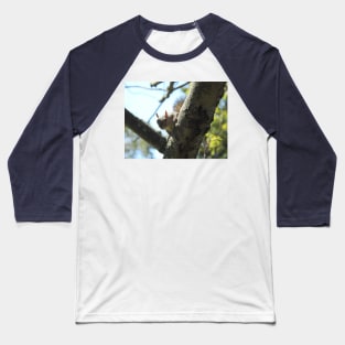 Eastern gray squirrel, wildlife photography, wild animals Baseball T-Shirt